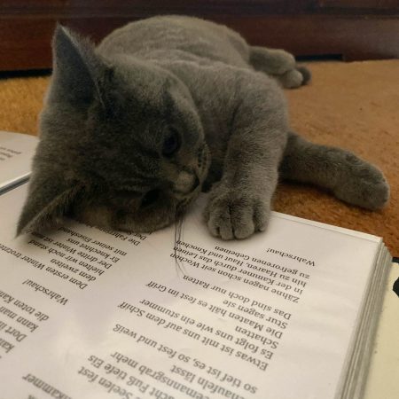 Währenddessen liest Bandkatze Cookie, der neuste Zugang in der JANUS-Familie, die Texte Korrektur.